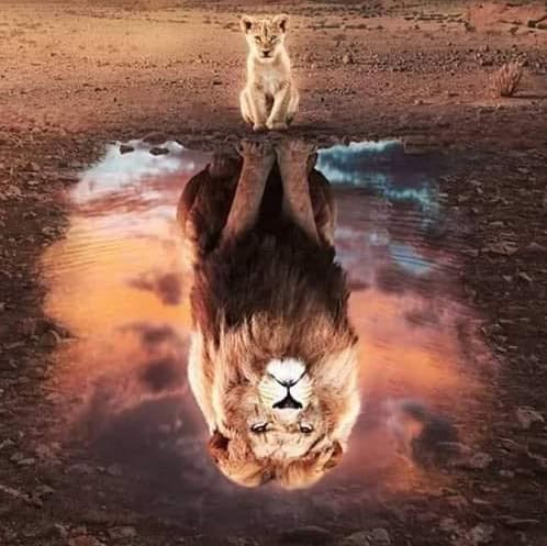 a lion cub over a puddle. the reflection is not the lion cub but a full grown adulty lion