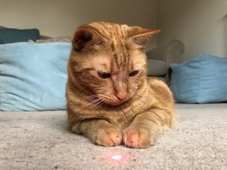 cat looking at a laser pointer in a confused manner