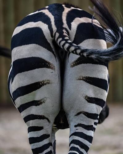 is a zebra black stripes on a white body or white stripes on a black body