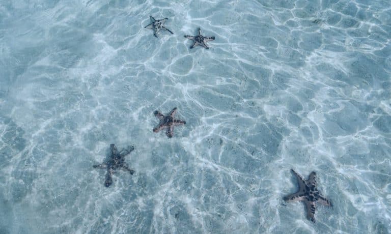 starfish
